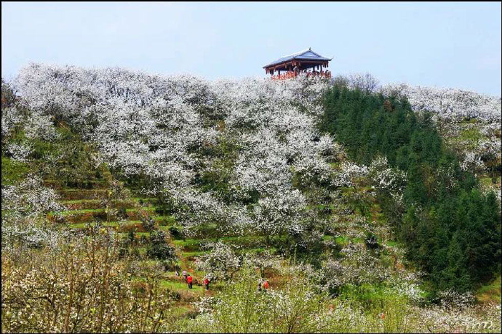 【春天，广西桂林灌阳县向您发出邀请！】我们在灌阳看梨花 - 游山玩水 - 商洛生活社区 - 商洛28生活网 sl.28life.net