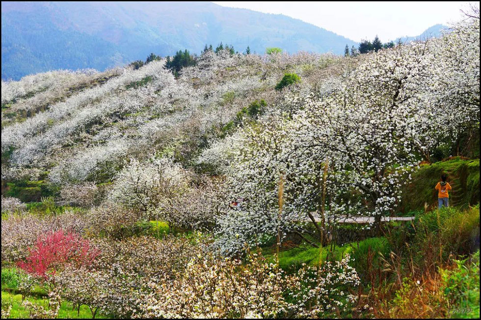【春天，广西桂林灌阳县向您发出邀请！】我们在灌阳看梨花 - 游山玩水 - 商洛生活社区 - 商洛28生活网 sl.28life.net
