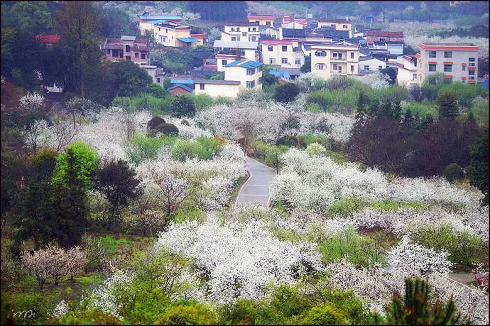 【春天，广西桂林灌阳县向您发出邀请！】我们在灌阳看梨花 - 游山玩水 - 商洛生活社区 - 商洛28生活网 sl.28life.net