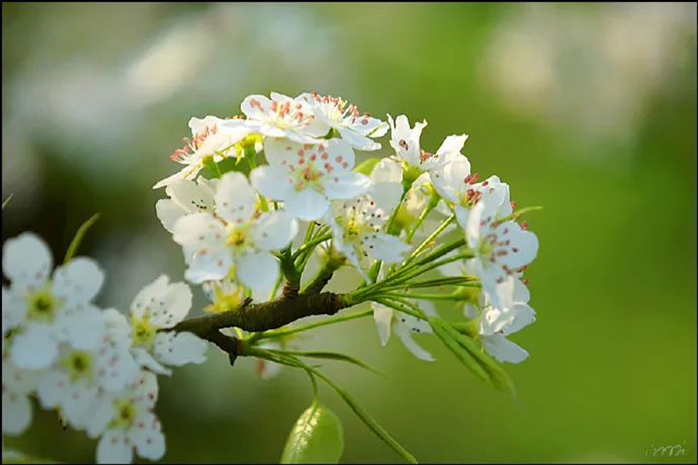 【春天，广西桂林灌阳县向您发出邀请！】我们在灌阳看梨花 - 游山玩水 - 商洛生活社区 - 商洛28生活网 sl.28life.net
