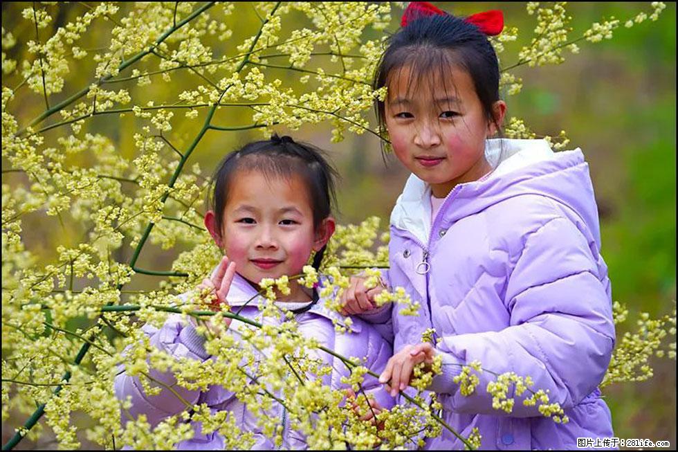 【春天，广西桂林灌阳县向您发出邀请！】米珠山前有片山苍子花在飘香 - 游山玩水 - 商洛生活社区 - 商洛28生活网 sl.28life.net
