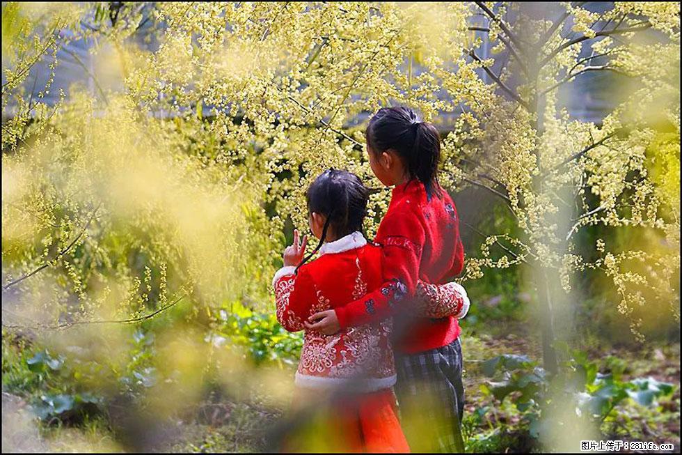 【春天，广西桂林灌阳县向您发出邀请！】米珠山前有片山苍子花在飘香 - 游山玩水 - 商洛生活社区 - 商洛28生活网 sl.28life.net
