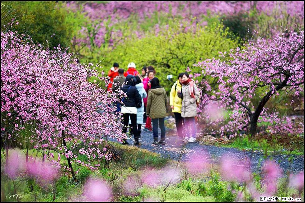 【春天，广西桂林灌阳县向您发出邀请！】官庄村有个醉美的桃花园 - 游山玩水 - 商洛生活社区 - 商洛28生活网 sl.28life.net