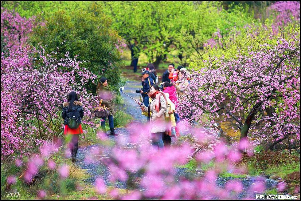 【春天，广西桂林灌阳县向您发出邀请！】官庄村有个醉美的桃花园 - 游山玩水 - 商洛生活社区 - 商洛28生活网 sl.28life.net