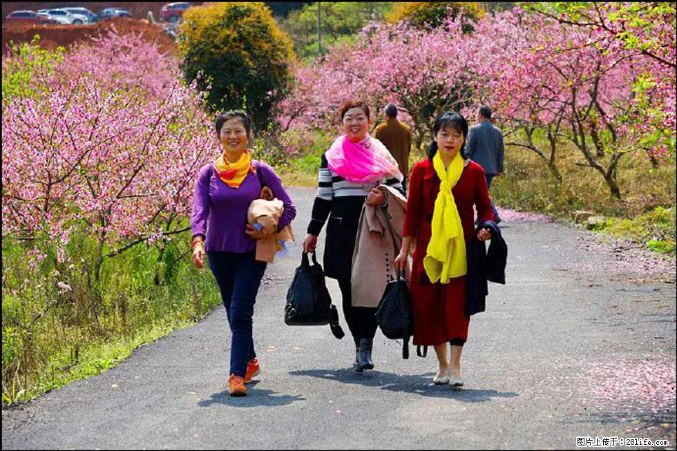 【春天，广西桂林灌阳县向您发出邀请！】官庄村有个醉美的桃花园 - 游山玩水 - 商洛生活社区 - 商洛28生活网 sl.28life.net