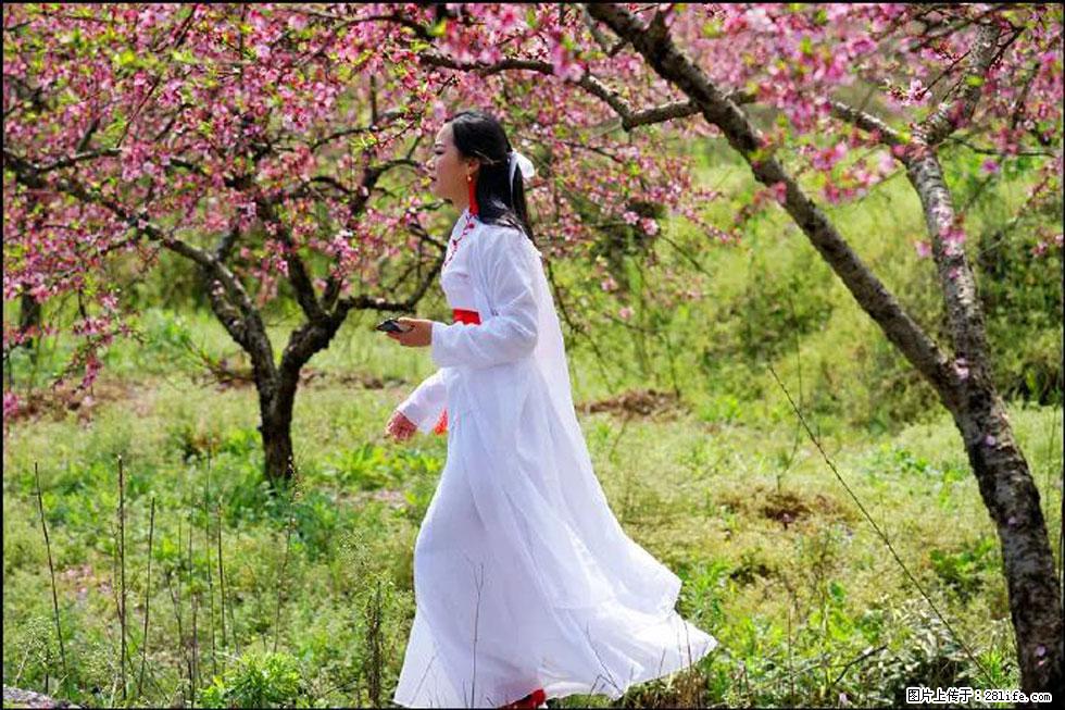 【春天，广西桂林灌阳县向您发出邀请！】官庄村有个醉美的桃花园 - 游山玩水 - 商洛生活社区 - 商洛28生活网 sl.28life.net