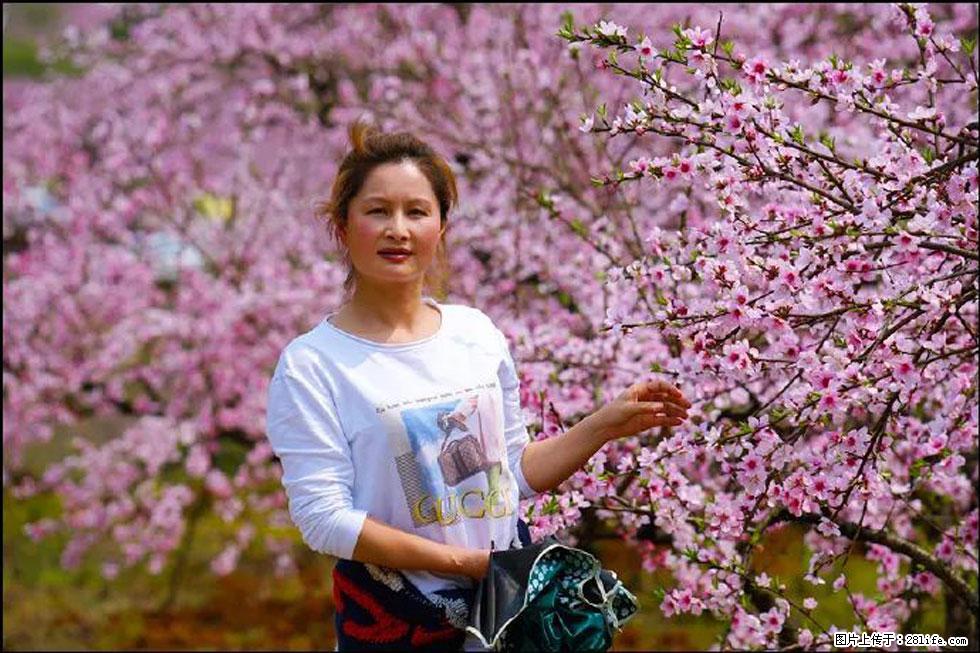 【春天，广西桂林灌阳县向您发出邀请！】官庄村有个醉美的桃花园 - 游山玩水 - 商洛生活社区 - 商洛28生活网 sl.28life.net