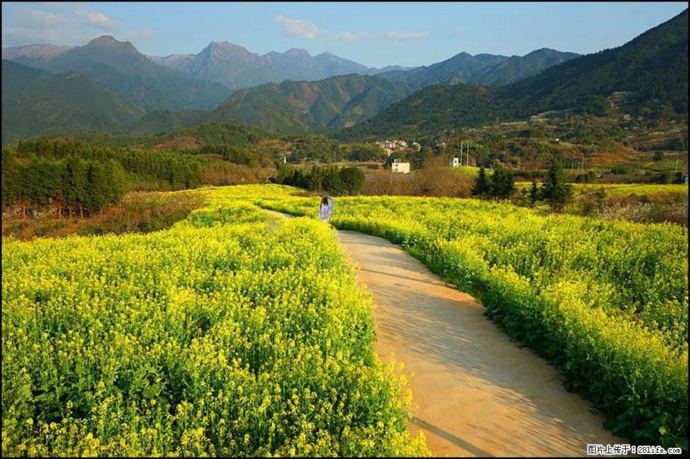 【春天，广西桂林灌阳县向您发出邀请！】长坪村油菜盛情花开 - 游山玩水 - 商洛生活社区 - 商洛28生活网 sl.28life.net