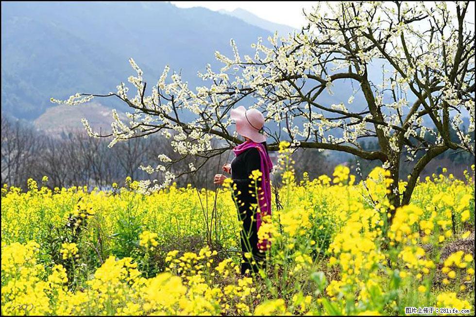 【春天，广西桂林灌阳县向您发出邀请！】长坪村油菜盛情花开 - 游山玩水 - 商洛生活社区 - 商洛28生活网 sl.28life.net
