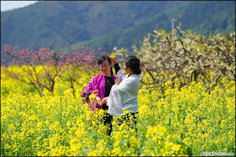 【春天，广西桂林灌阳县向您发出邀请！】长坪村油菜盛情花开 - 游山玩水 - 商洛生活社区 - 商洛28生活网 sl.28life.net
