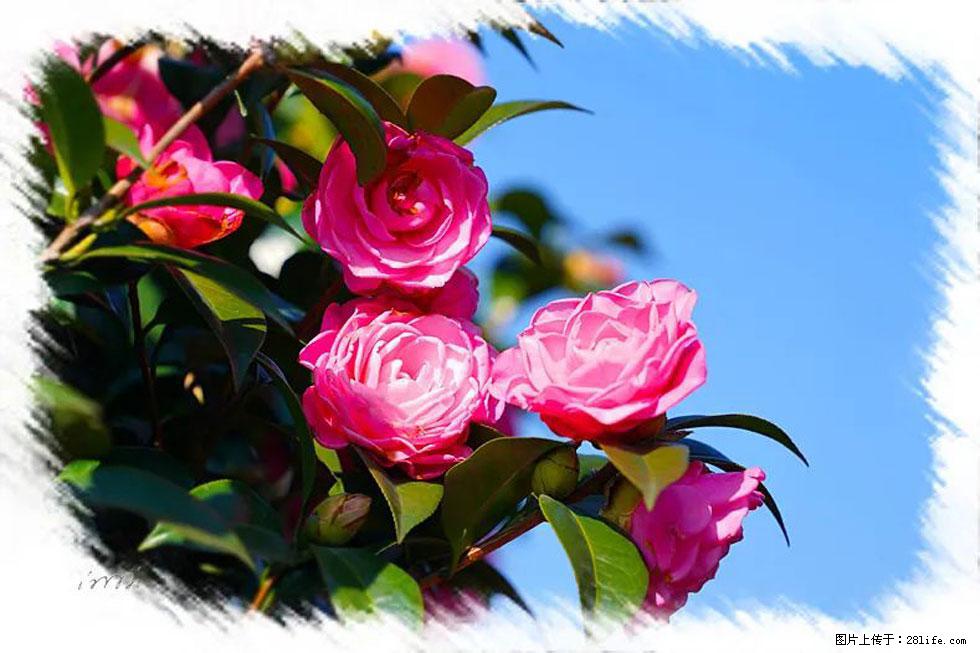 【春天，广西桂林灌阳县向您发出邀请！】杨柳井茶花惹人爱 - 游山玩水 - 商洛生活社区 - 商洛28生活网 sl.28life.net