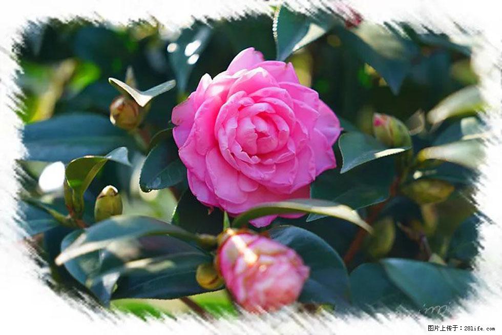 【春天，广西桂林灌阳县向您发出邀请！】杨柳井茶花惹人爱 - 游山玩水 - 商洛生活社区 - 商洛28生活网 sl.28life.net