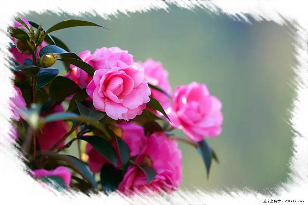 【春天，广西桂林灌阳县向您发出邀请！】杨柳井茶花惹人爱 - 游山玩水 - 商洛生活社区 - 商洛28生活网 sl.28life.net