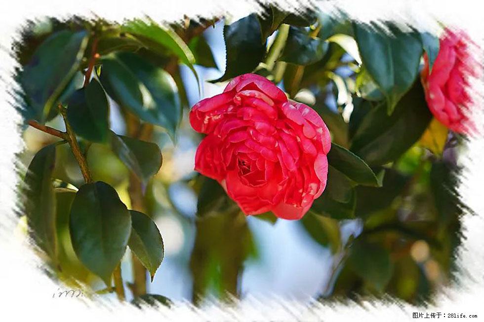 【春天，广西桂林灌阳县向您发出邀请！】杨柳井茶花惹人爱 - 游山玩水 - 商洛生活社区 - 商洛28生活网 sl.28life.net