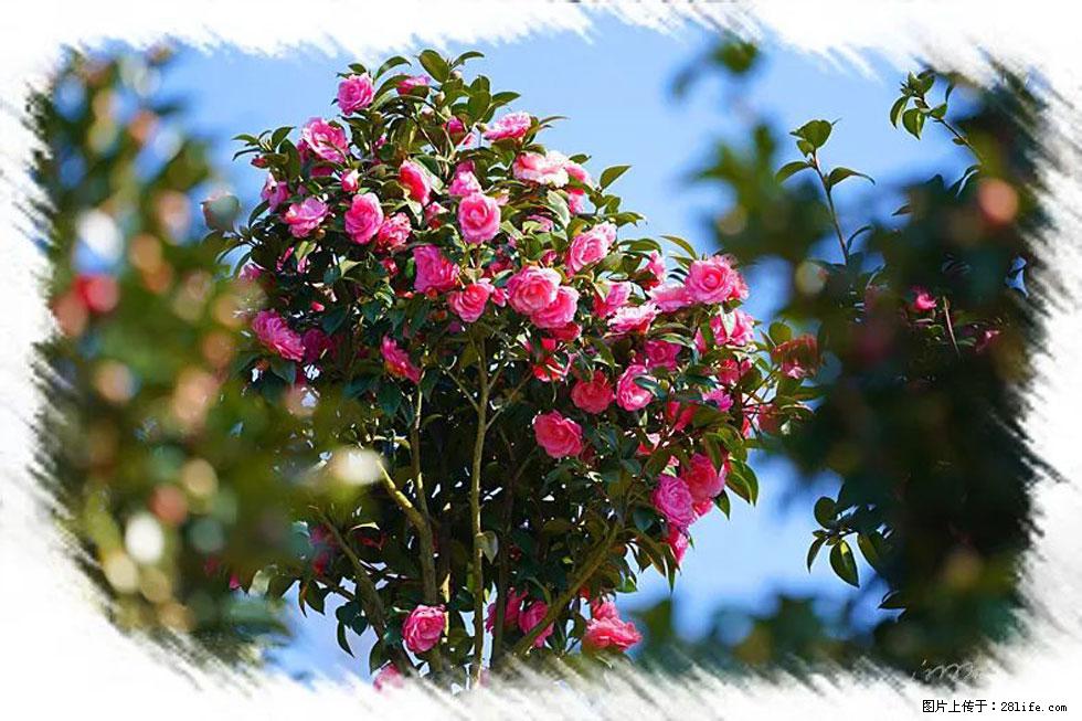 【春天，广西桂林灌阳县向您发出邀请！】杨柳井茶花惹人爱 - 游山玩水 - 商洛生活社区 - 商洛28生活网 sl.28life.net