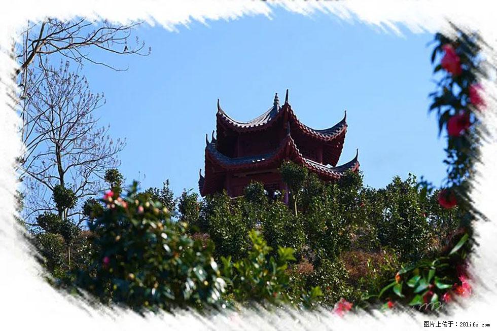 【春天，广西桂林灌阳县向您发出邀请！】杨柳井茶花惹人爱 - 游山玩水 - 商洛生活社区 - 商洛28生活网 sl.28life.net