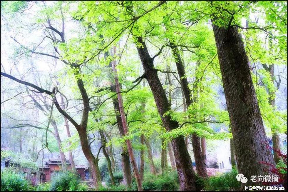 【春天，广西桂林灌阳县向您发出邀请！】在小龙村与春天约会 - 游山玩水 - 商洛生活社区 - 商洛28生活网 sl.28life.net