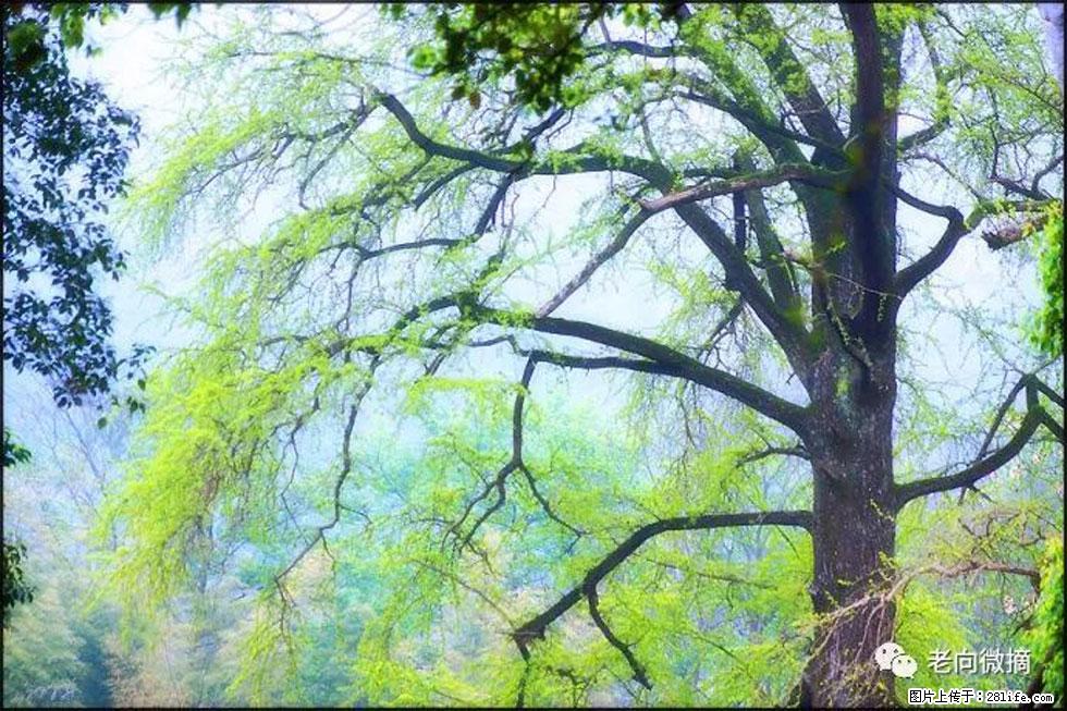 【春天，广西桂林灌阳县向您发出邀请！】在小龙村与春天约会 - 游山玩水 - 商洛生活社区 - 商洛28生活网 sl.28life.net