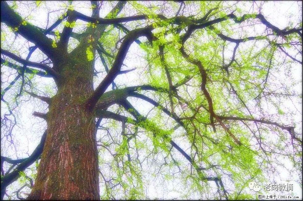 【春天，广西桂林灌阳县向您发出邀请！】在小龙村与春天约会 - 游山玩水 - 商洛生活社区 - 商洛28生活网 sl.28life.net