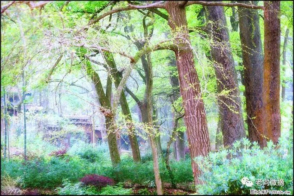 【春天，广西桂林灌阳县向您发出邀请！】在小龙村与春天约会 - 游山玩水 - 商洛生活社区 - 商洛28生活网 sl.28life.net