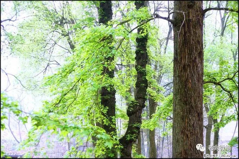 【春天，广西桂林灌阳县向您发出邀请！】在小龙村与春天约会 - 游山玩水 - 商洛生活社区 - 商洛28生活网 sl.28life.net