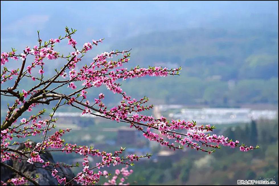 【春天，广西桂林灌阳县向您发出邀请！】望月岭上桃花开 - 游山玩水 - 商洛生活社区 - 商洛28生活网 sl.28life.net