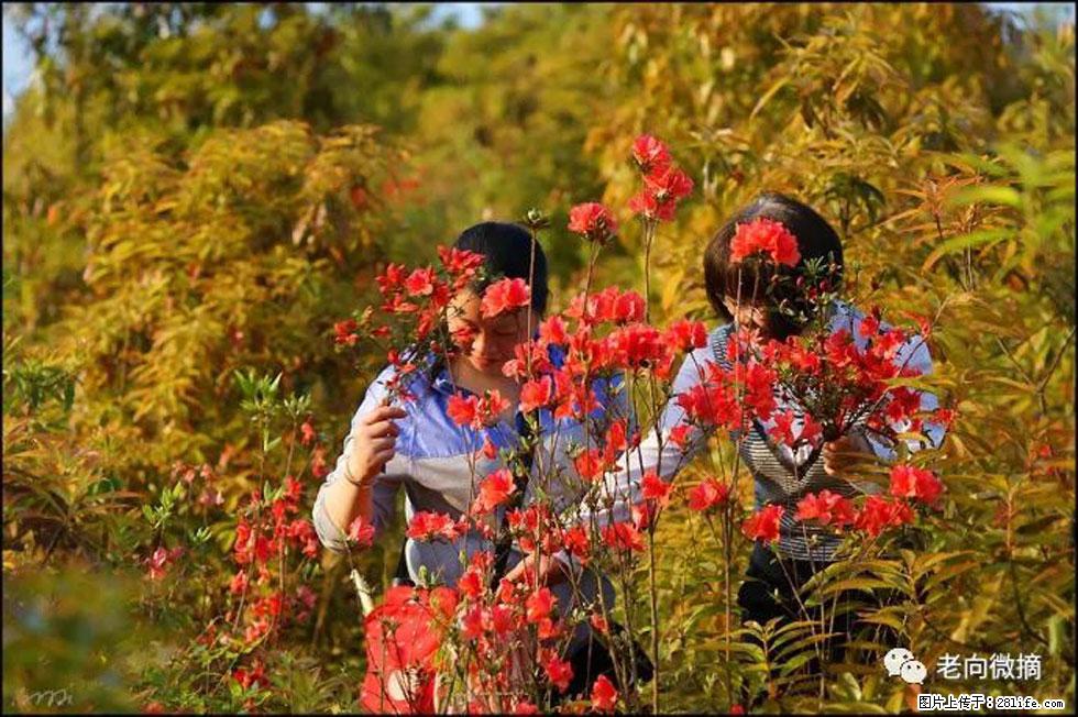 【春天，广西桂林灌阳县向您发出邀请！】登麒麟山，相约映山红 - 游山玩水 - 商洛生活社区 - 商洛28生活网 sl.28life.net
