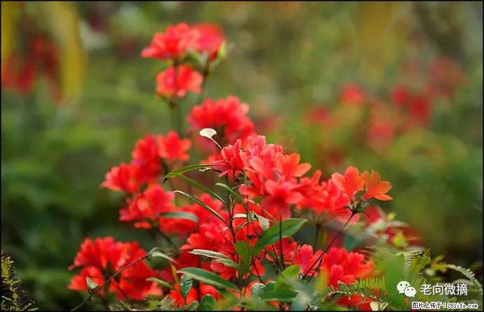 【春天，广西桂林灌阳县向您发出邀请！】登麒麟山，相约映山红 - 游山玩水 - 商洛生活社区 - 商洛28生活网 sl.28life.net