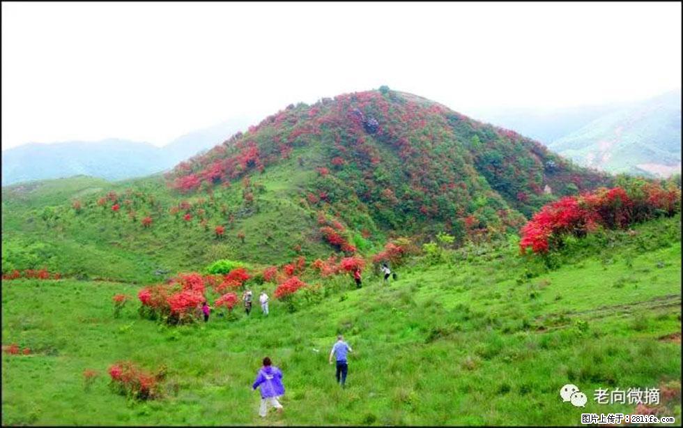 【春天，广西桂林灌阳县向您发出邀请！】宝盖山上映山红 - 游山玩水 - 商洛生活社区 - 商洛28生活网 sl.28life.net