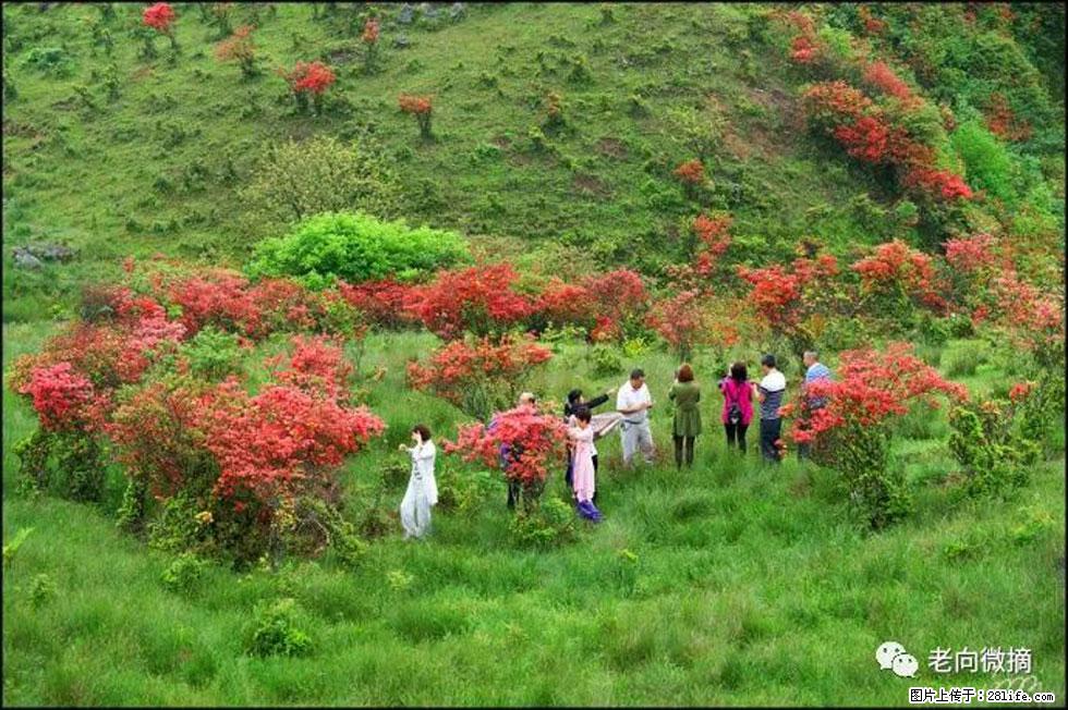 【春天，广西桂林灌阳县向您发出邀请！】宝盖山上映山红 - 游山玩水 - 商洛生活社区 - 商洛28生活网 sl.28life.net