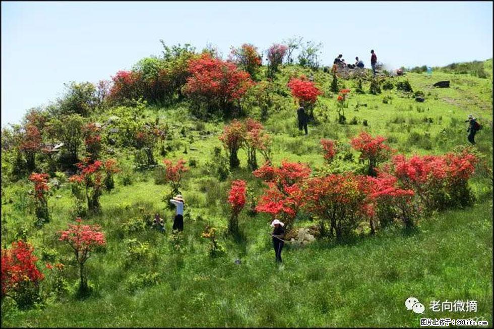 【春天，广西桂林灌阳县向您发出邀请！】宝盖山上映山红 - 游山玩水 - 商洛生活社区 - 商洛28生活网 sl.28life.net