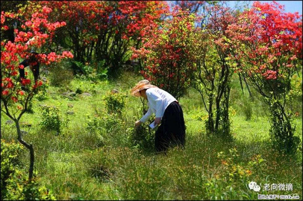 【春天，广西桂林灌阳县向您发出邀请！】宝盖山上映山红 - 游山玩水 - 商洛生活社区 - 商洛28生活网 sl.28life.net