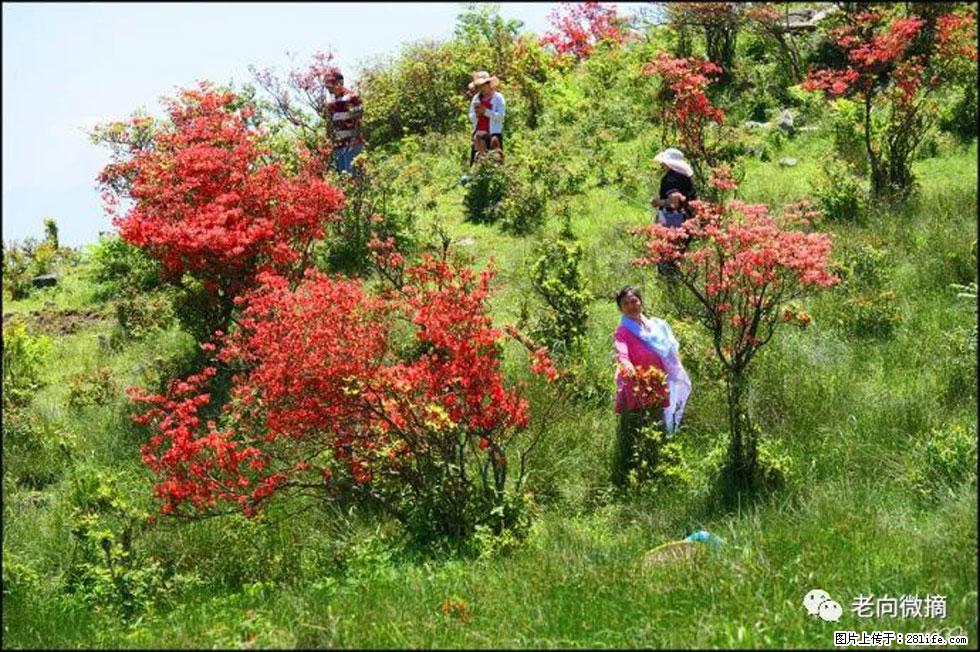 【春天，广西桂林灌阳县向您发出邀请！】宝盖山上映山红 - 游山玩水 - 商洛生活社区 - 商洛28生活网 sl.28life.net