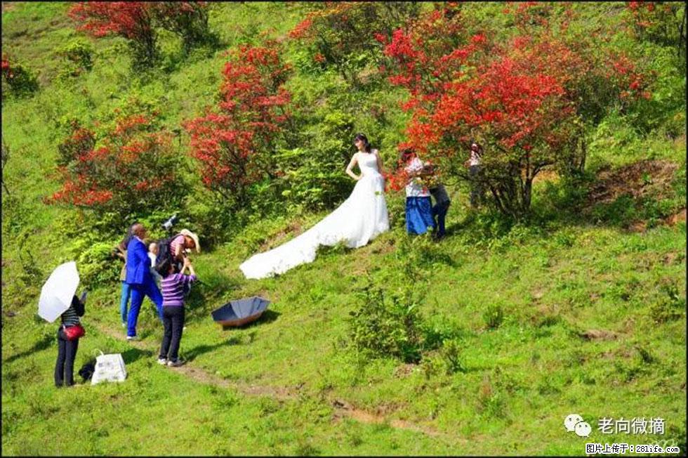 【春天，广西桂林灌阳县向您发出邀请！】宝盖山上映山红 - 游山玩水 - 商洛生活社区 - 商洛28生活网 sl.28life.net