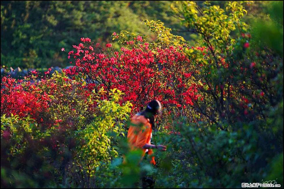 【春天，广西桂林灌阳县向您发出邀请！】春木界上映山红 - 游山玩水 - 商洛生活社区 - 商洛28生活网 sl.28life.net