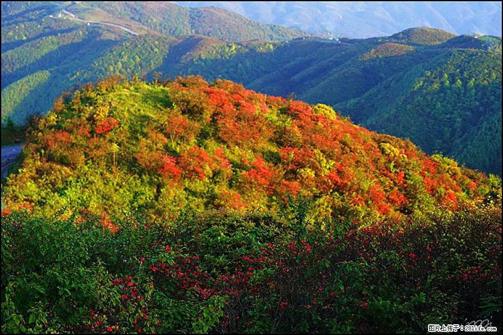 【春天，广西桂林灌阳县向您发出邀请！】春木界上映山红 - 游山玩水 - 商洛生活社区 - 商洛28生活网 sl.28life.net