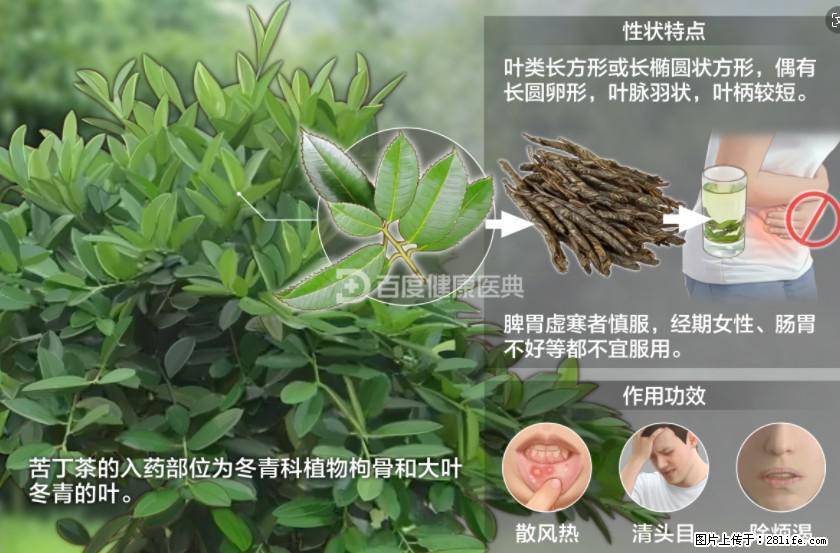 苦丁茶有哪些功效和作用 - 生活百科 - 商洛生活社区 - 商洛28生活网 sl.28life.net