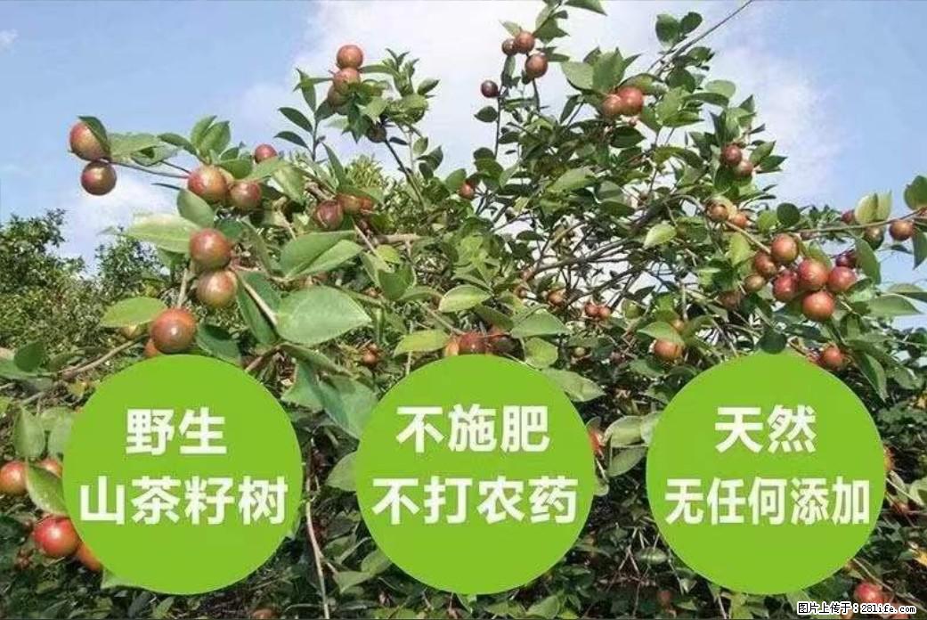 【灌阳县油茶产业示范区】一个有着充实的精神生活的人，对待身外之物自会有一种淡泊的态度 - 土特产 - 饮食特产 - 商洛分类信息 - 商洛28生活网 sl.28life.net