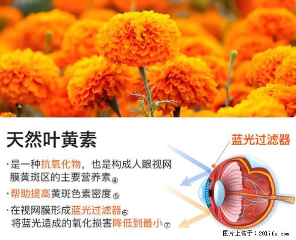 叶黄素有什么功效和作用 - 生活百科 - 商洛生活社区 - 商洛28生活网 sl.28life.net