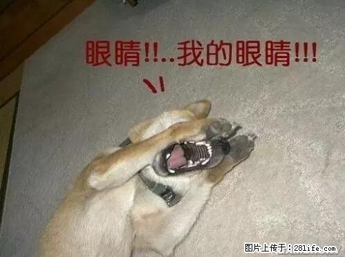 笑癫了！一女的怀孕三年未生，他终于忍不住了... - 娱乐八卦 - 商洛生活社区 - 商洛28生活网 sl.28life.net