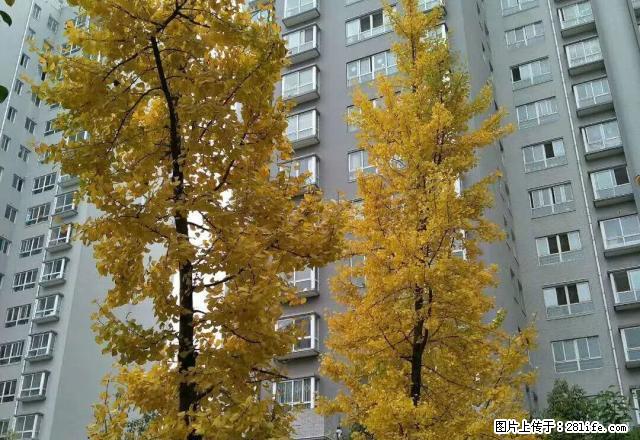 出租全兴紫苑附近 2室精装电梯房 可居可办公 - 房屋出租 - 房屋租售 - 商洛分类信息 - 商洛28生活网 sl.28life.net