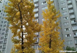 出租全兴紫苑附近 2室精装电梯房 可居可办公 - 商洛28生活网 sl.28life.net