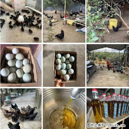 油茶园从小鸡仔开始养起的纯土鸡、土鸡蛋可以预定啦！还有前几天刚榨的纯山茶油哦 - 美食天地 - 商洛生活社区 - 商洛28生活网 sl.28life.net