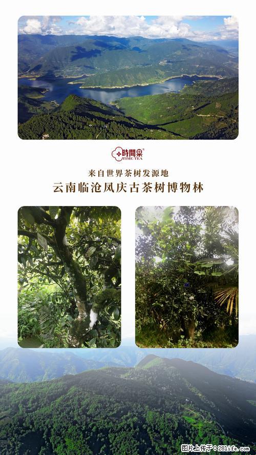 时间果百年古树2025年春红茶 - 购物交流 - 商洛生活社区 - 商洛28生活网 sl.28life.net