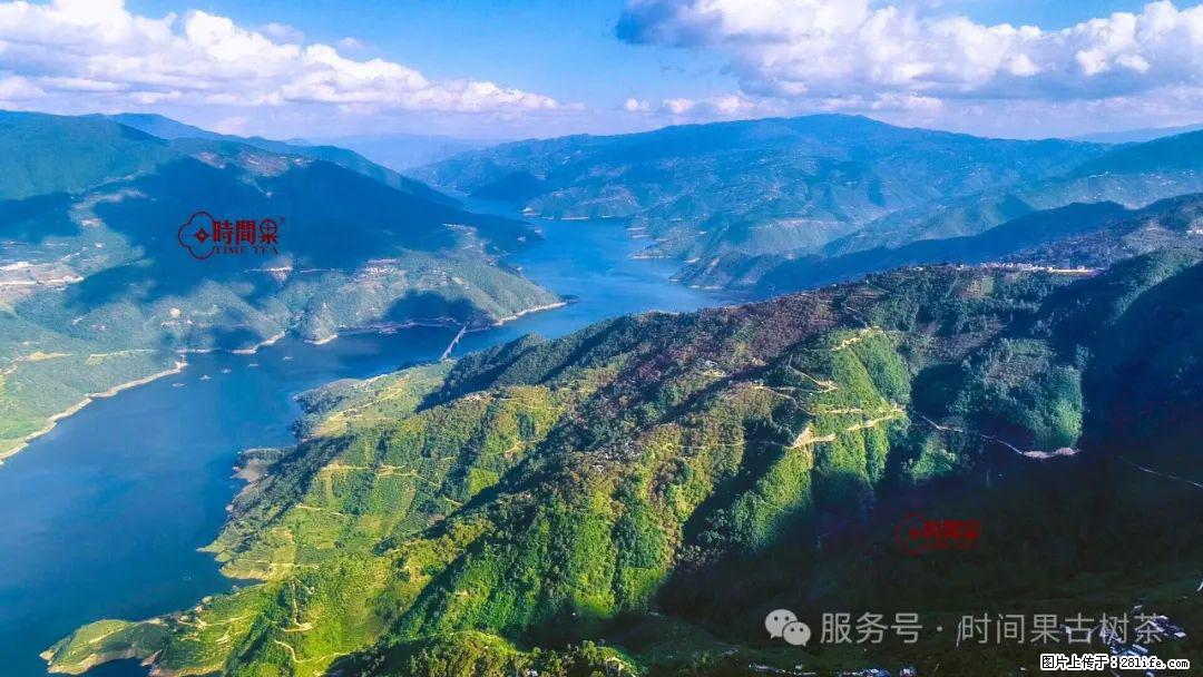 时间果百年古树龙珠普洱生茶 - 购物交流 - 商洛生活社区 - 商洛28生活网 sl.28life.net