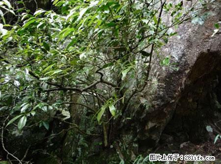 平乐石崖茶，珍贵仅次于金花茶 - 商洛生活资讯 - 商洛28生活网 sl.28life.net