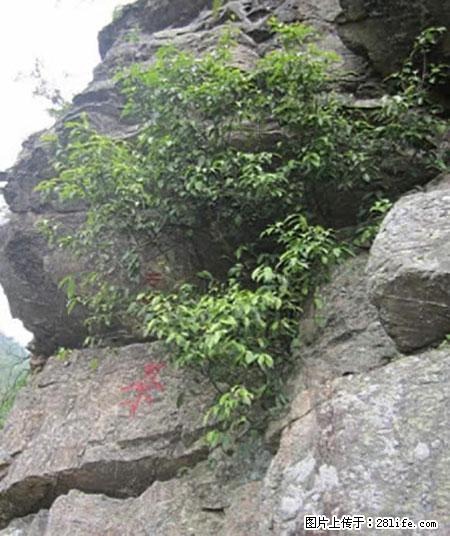 平乐石崖茶，珍贵仅次于金花茶 - 商洛生活资讯 - 商洛28生活网 sl.28life.net
