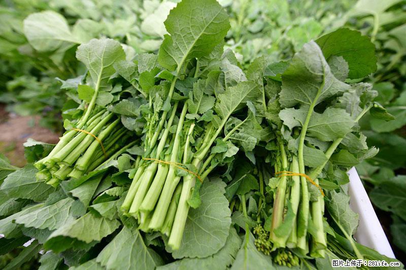这些蔬菜是“天然钙片”，这6种被医生重点推荐 - 商洛生活资讯 - 商洛28生活网 sl.28life.net